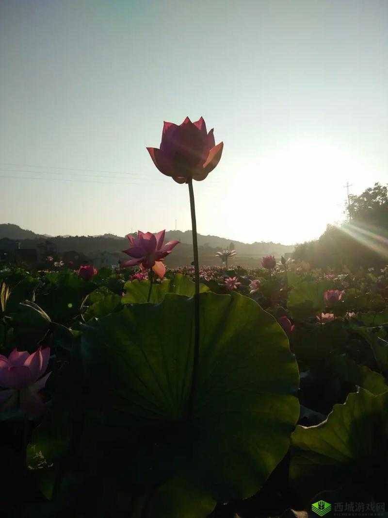 女性莲花开症状图片:神秘而独特的身体现象展现