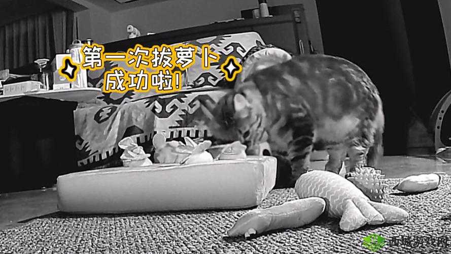 二人世界拔萝卜最新版本更新内容：新增趣味玩法和惊喜体验