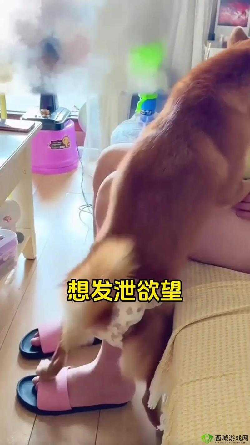 狗配种女人图片引发热议:探讨人与动物关系的伦理边界与网络舆论走向